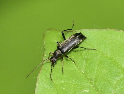 Grammoptera ruficornis